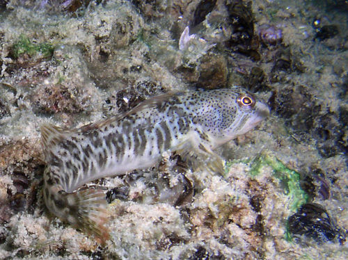 Freshwater blenny